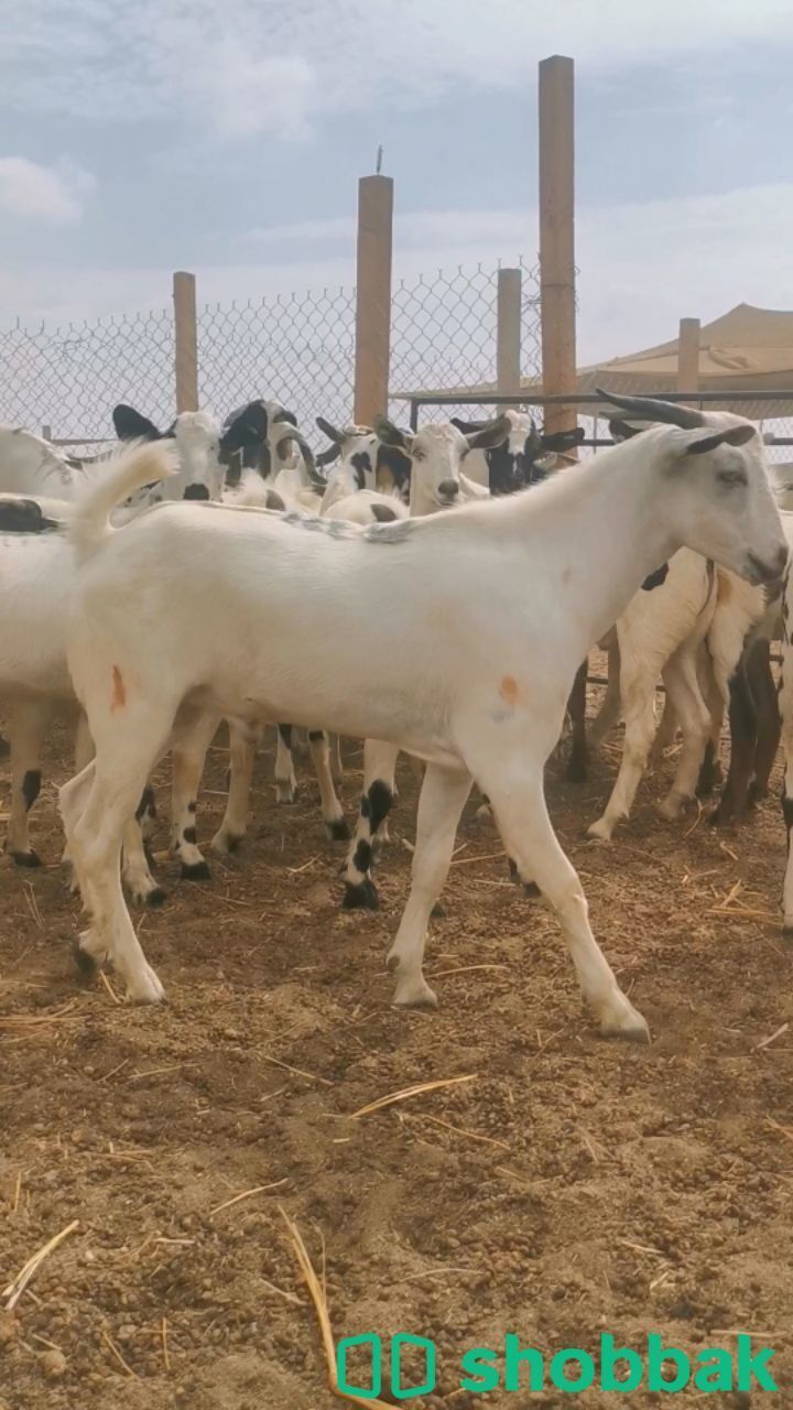 تيوس جذعان. صنف فاخر. مرباه Shobbak Saudi Arabia