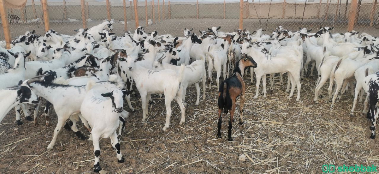 تيوس مخاصي صنف فاخر. لحم زبده Shobbak Saudi Arabia