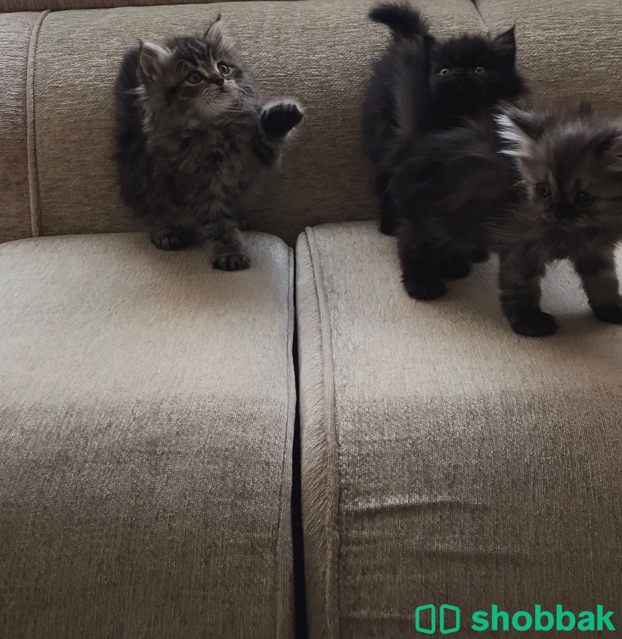 ثلاث قطط شيرازيه للبيع Shobbak Saudi Arabia