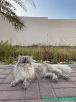ثلاث قطط للتبني شباك السعودية