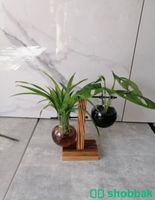 حامل زجاجي خشبي للنباتات (زهرية). Shobbak Saudi Arabia