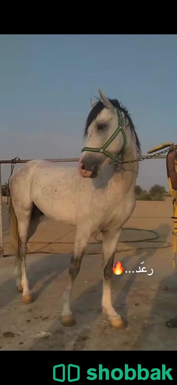 حصان للبيع  Shobbak Saudi Arabia