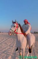 حصان للبيع  Shobbak Saudi Arabia