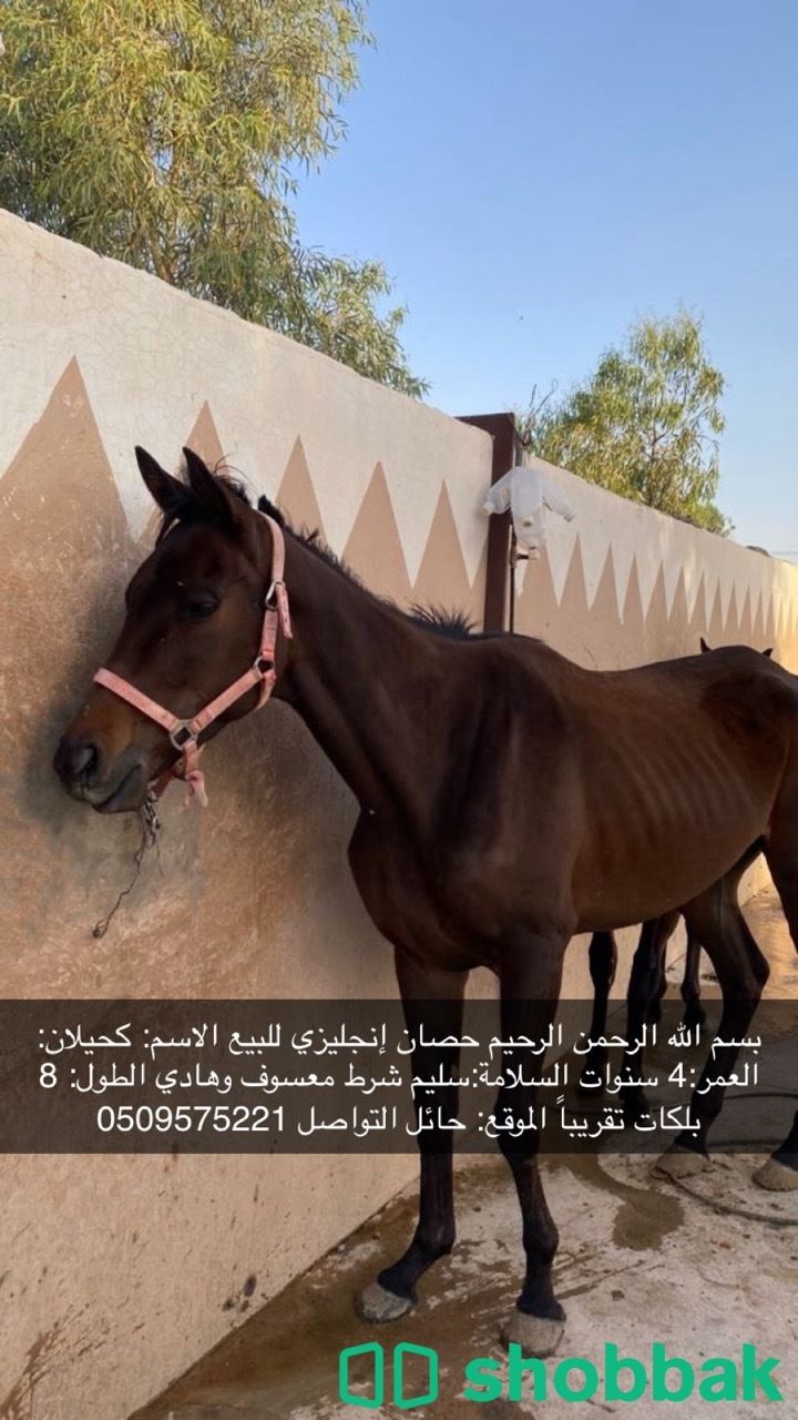 حصان انقليزي للبيع شباك السعودية