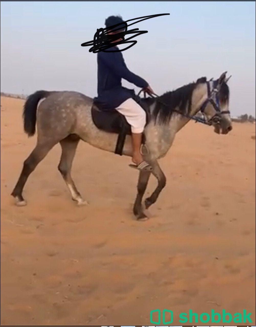 حصان شعبي Shobbak Saudi Arabia