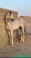 حصان شعبي كفوو Shobbak Saudi Arabia