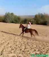 حصان شعبي للبيع Shobbak Saudi Arabia