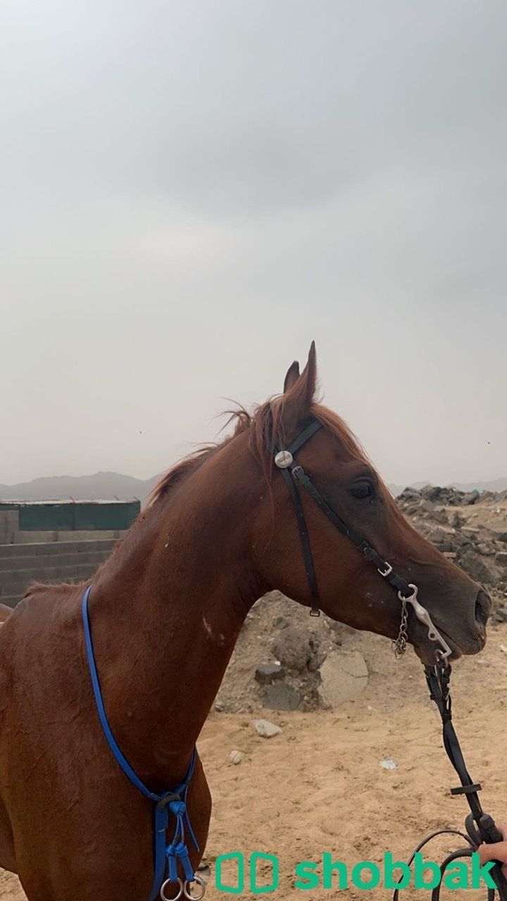 حصان شعبي للبيع شباك السعودية