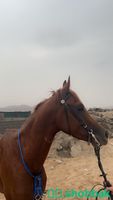 حصان شعبي للبيع شباك السعودية