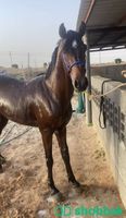 حصان عربي شباك السعودية