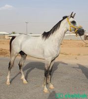حصان عربي جزائري  شباك السعودية