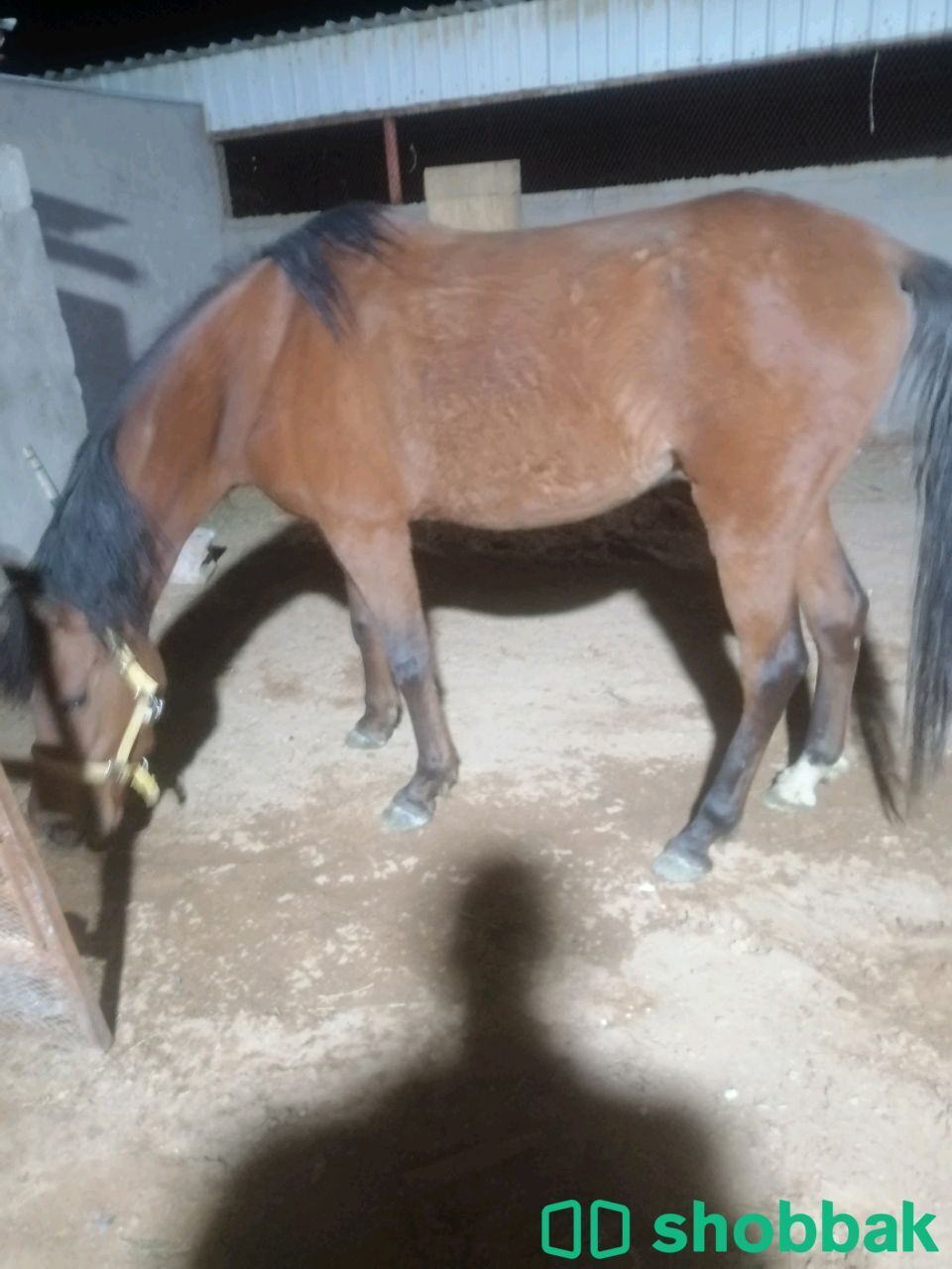 حصان عربي شعبي عمر ٣سنوات Shobbak Saudi Arabia