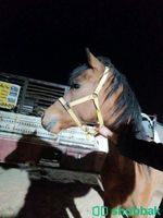 حصان عربي شعبي عمر ٣سنوات Shobbak Saudi Arabia