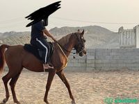 حصان فاخر ركوب  Shobbak Saudi Arabia