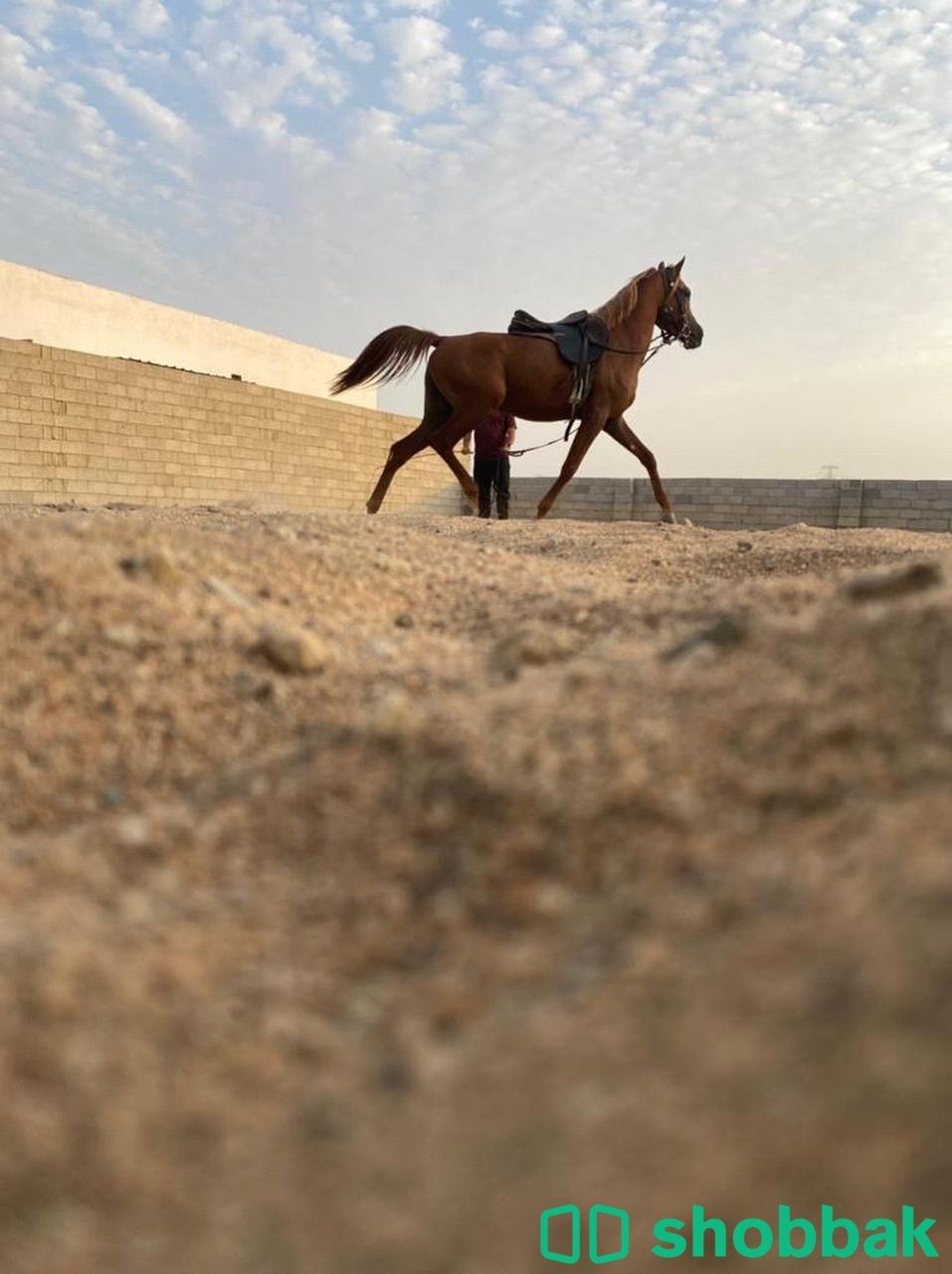 حصان فاخر ركوب  Shobbak Saudi Arabia