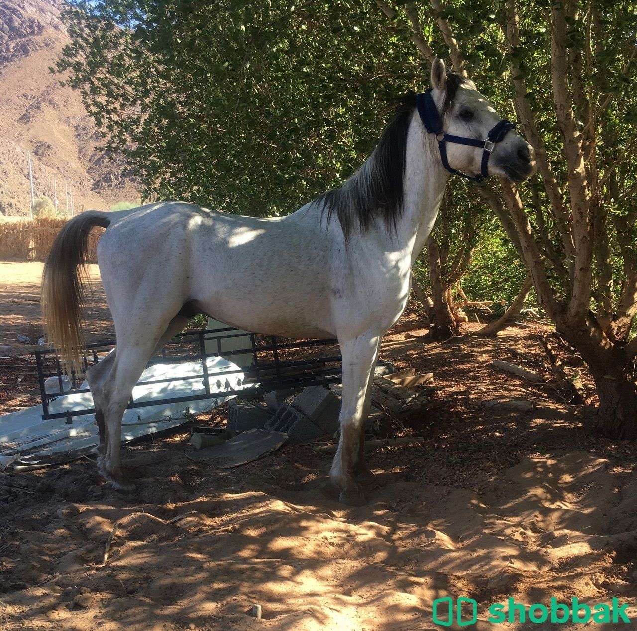 حصان لبيع Shobbak Saudi Arabia