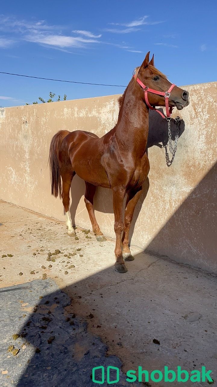 حصان واهو عربي اصيل  Shobbak Saudi Arabia