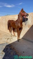 حصان واهو عربي اصيل  شباك السعودية