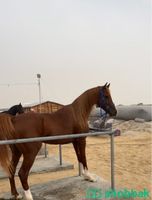 حصان واهو للبيع  شباك السعودية