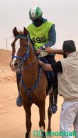 حصان واهو للبيع  شباك السعودية