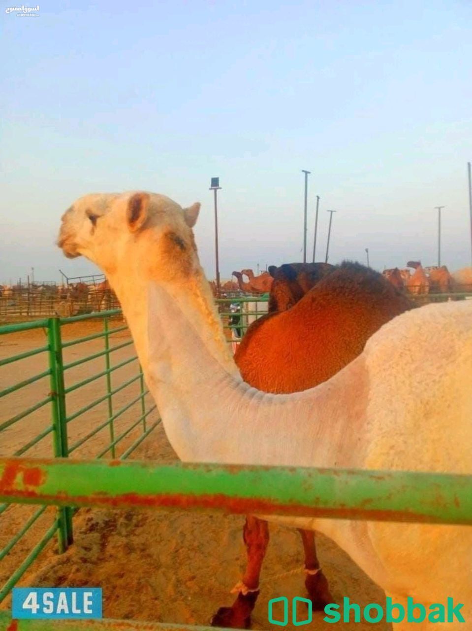 حلاقة وغسيل ابل  شباك الكويت