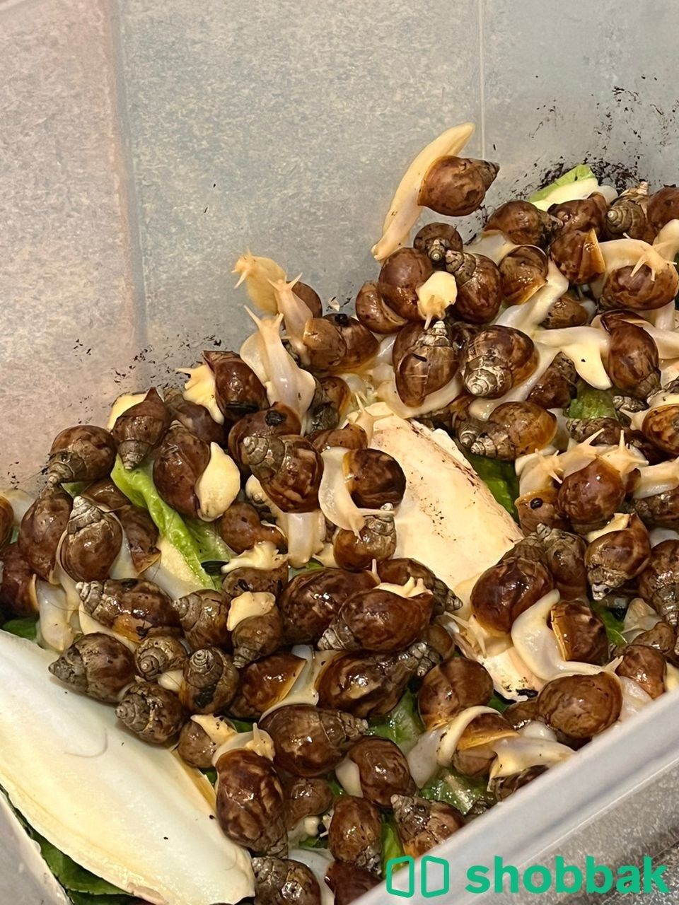 حلزون افريقي حلزونات Shobbak Saudi Arabia
