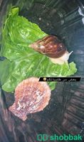 حلزونات افريقية امنة للبشرة واقوى العروض لدينا🌱🐌 Shobbak Saudi Arabia