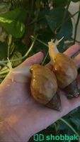 حلزونات افريقية امنة للبشرة والتربية 🌱🤎🐌🐌 Shobbak Saudi Arabia