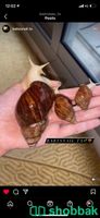 حلزونات افريقية امنة للبشرة والتربية 🐚🐌 Shobbak Saudi Arabia