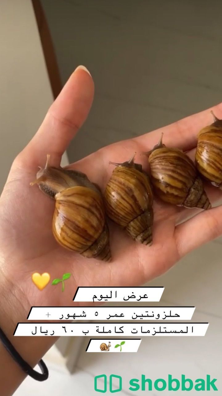 حلزونات افريقية امنة للبشرة والتربية🐚💗 Shobbak Saudi Arabia