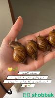 حلزونات افريقية امنة للبشرة والتربية🐚💗 Shobbak Saudi Arabia