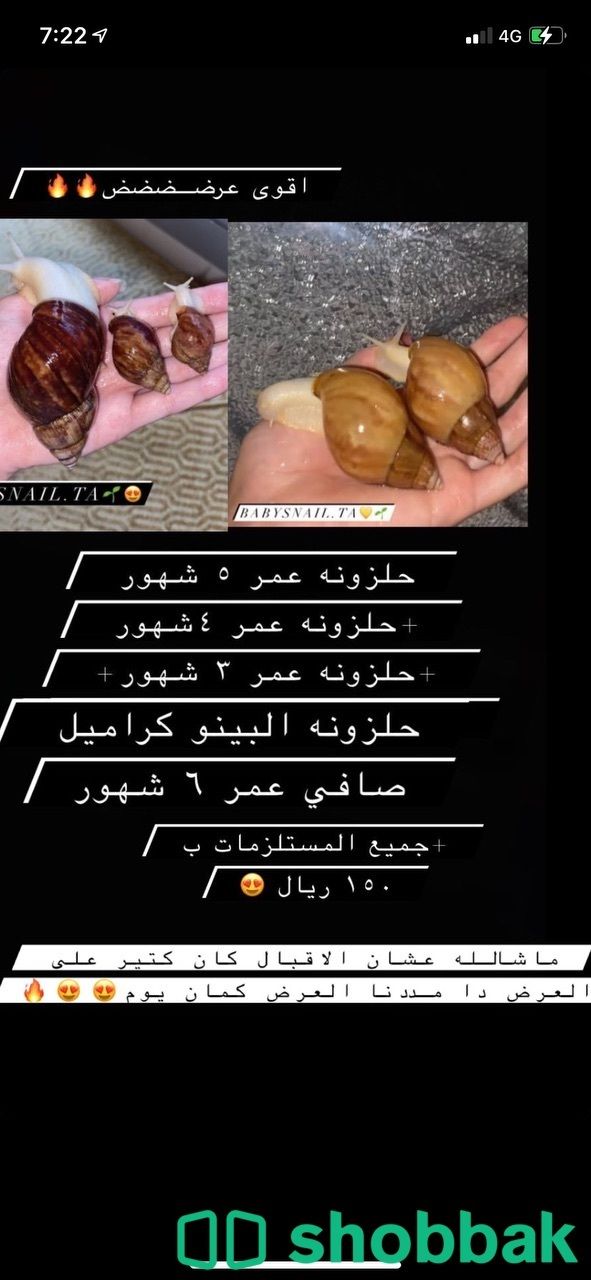 حلزونات افريقية بسعر وعروض منافسه🌱🐌 Shobbak Saudi Arabia