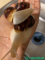 حلزونات افريقية منتجة بسعر خيالي Shobbak Saudi Arabia