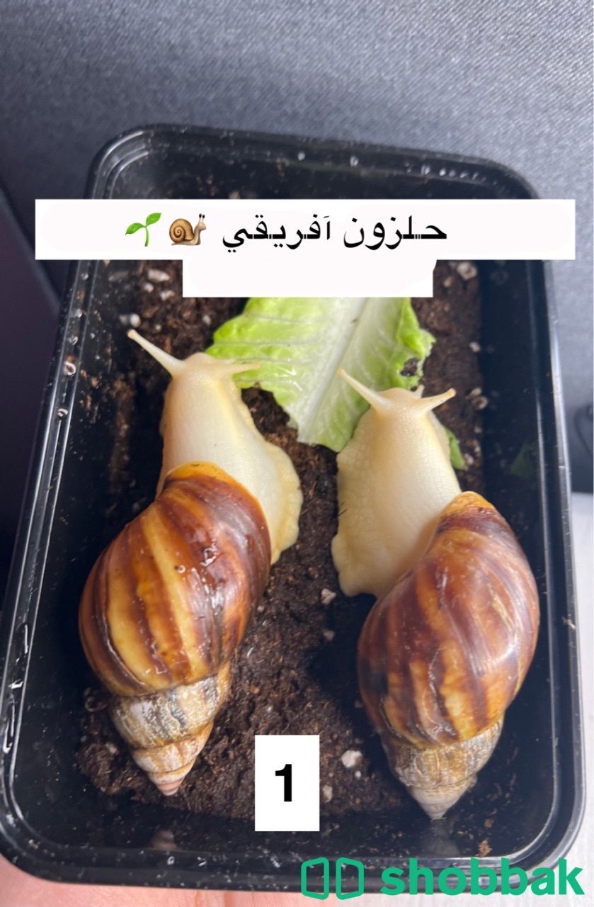 حلزونات افريقيه للبيع  Shobbak Saudi Arabia