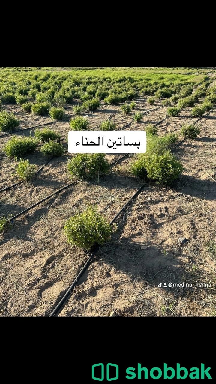 حناء وسدر Shobbak Saudi Arabia