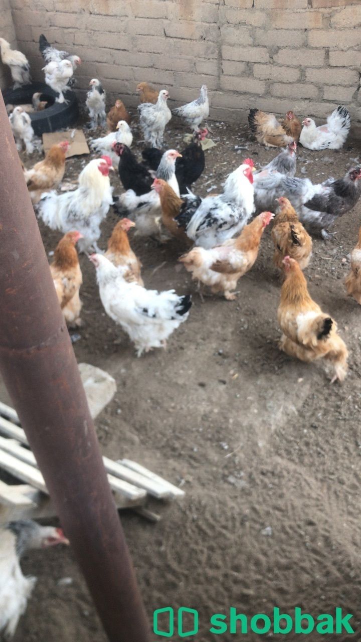 دجاج براهما بياض  شباك السعودية