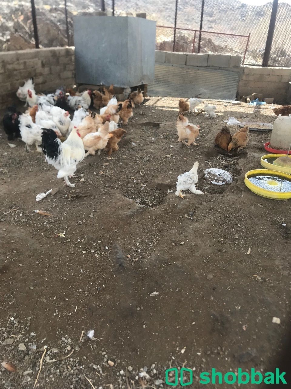 دجاج براهما بياض  Shobbak Saudi Arabia