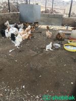 دجاج براهما بياض  Shobbak Saudi Arabia