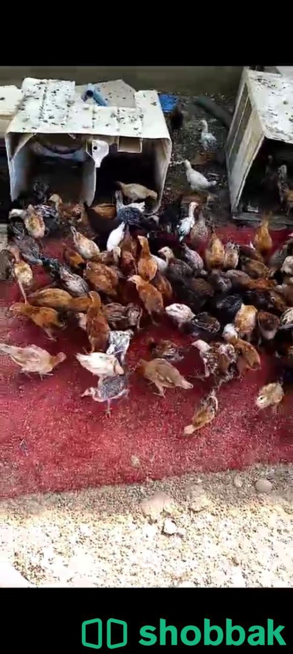 دجاج بلدي البيع ب٨.٥٠ العمر ٣ شهور الموقه ضمد Shobbak Saudi Arabia