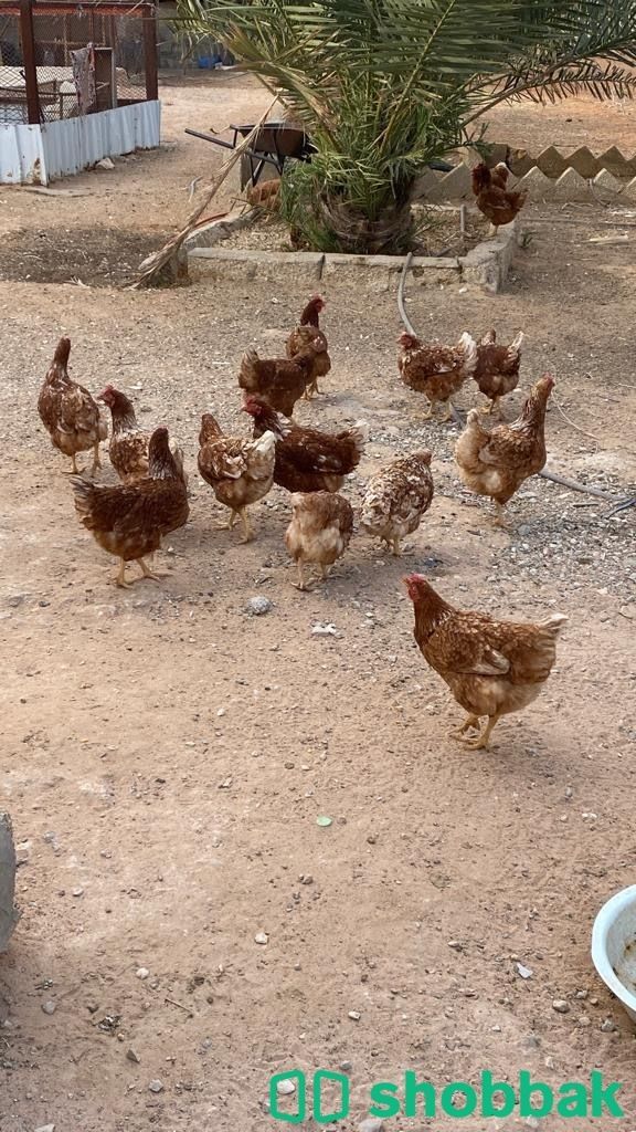 دجاج لوهمان برااون بياض شباك السعودية