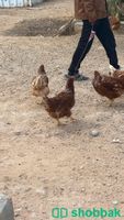 دجاج لوهمان برااون بياض شباك السعودية