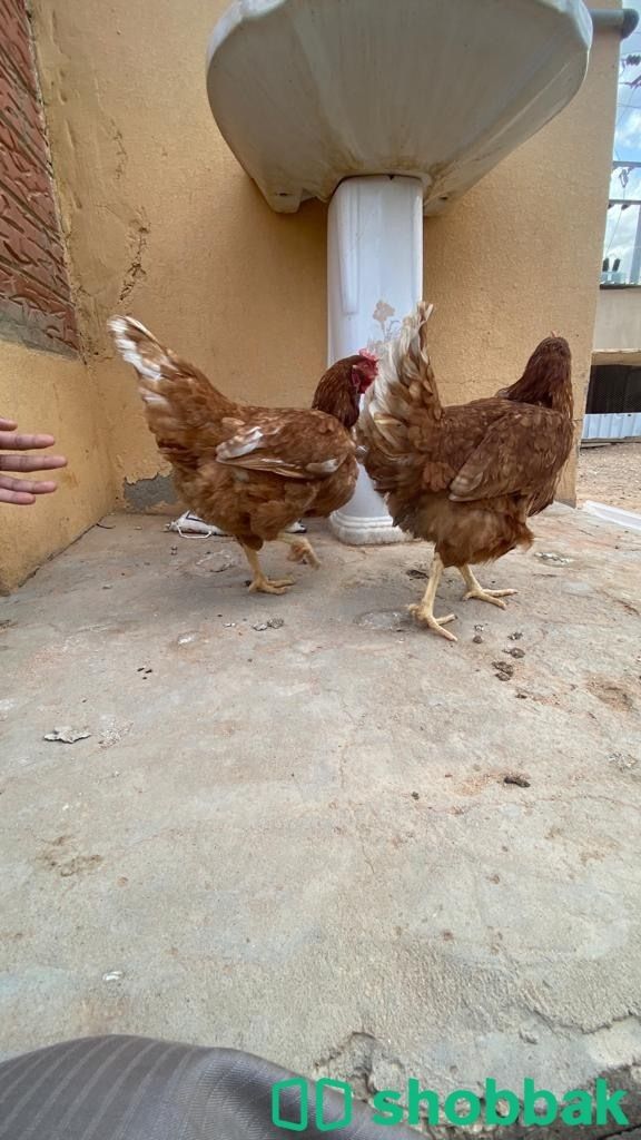 دجاج لوهمان برااون بياض Shobbak Saudi Arabia