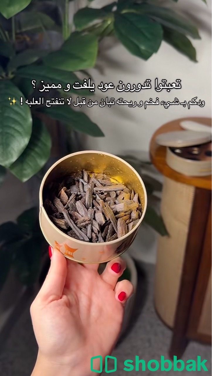 دخون وعود أثر Shobbak Saudi Arabia