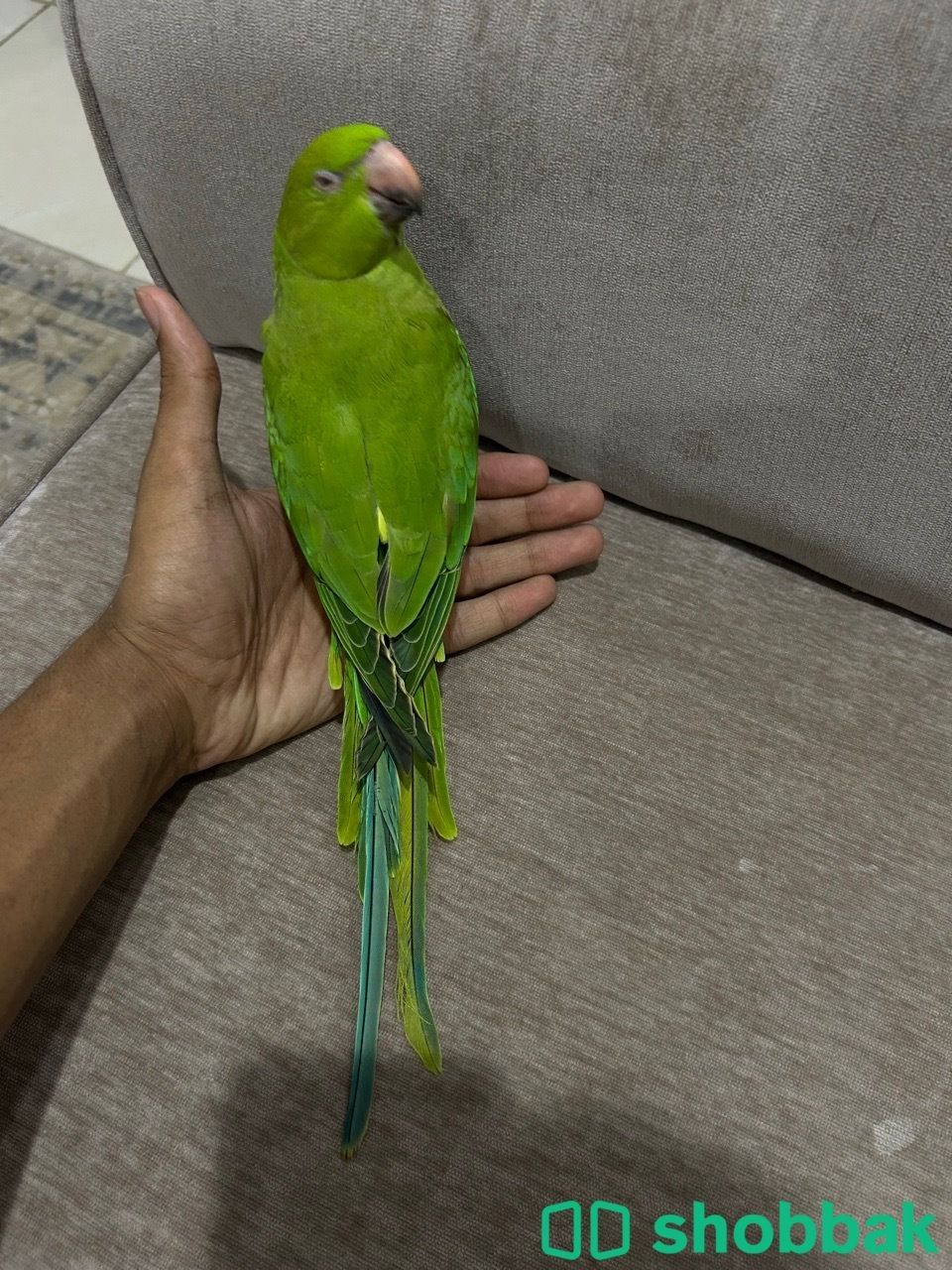 دره هندي  Shobbak Saudi Arabia