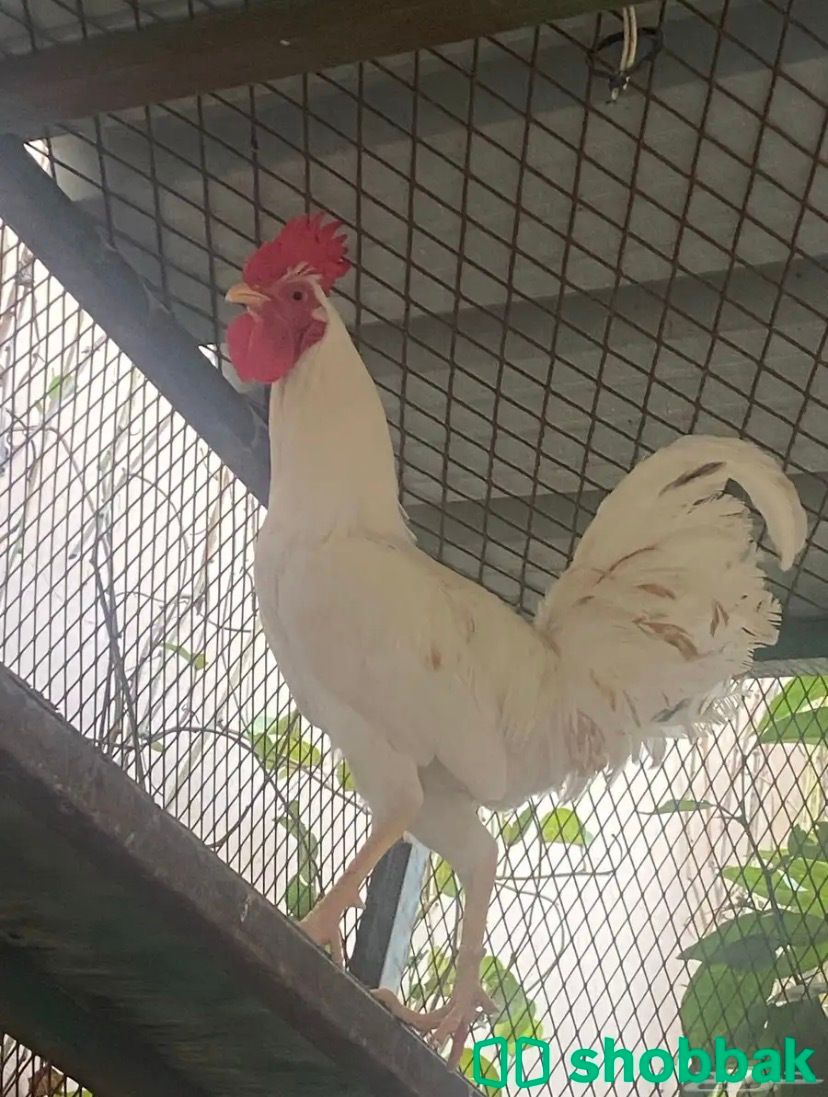ديك للبيع Shobbak Saudi Arabia