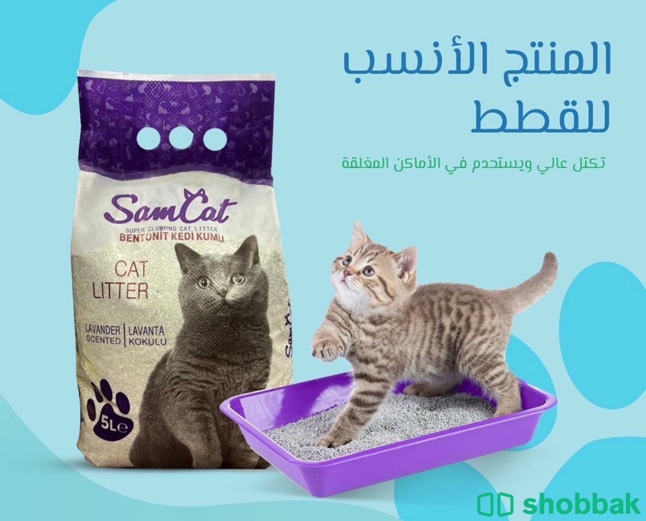 رمل قطط Shobbak Saudi Arabia