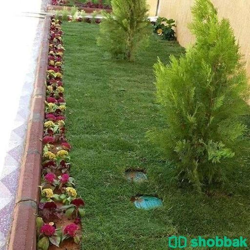 زراعه Shobbak Saudi Arabia