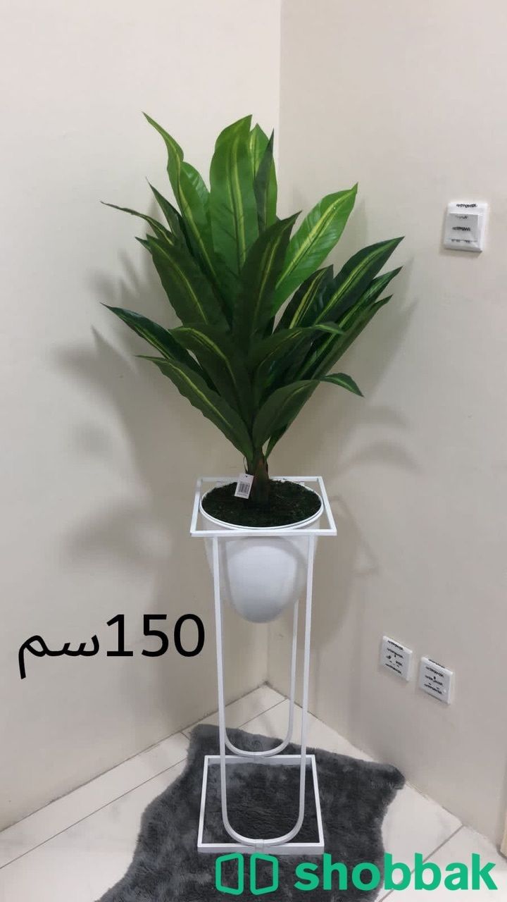 زرع صناعي  Shobbak Saudi Arabia