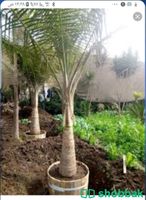 زرع طبيعي وصناعي Shobbak Saudi Arabia