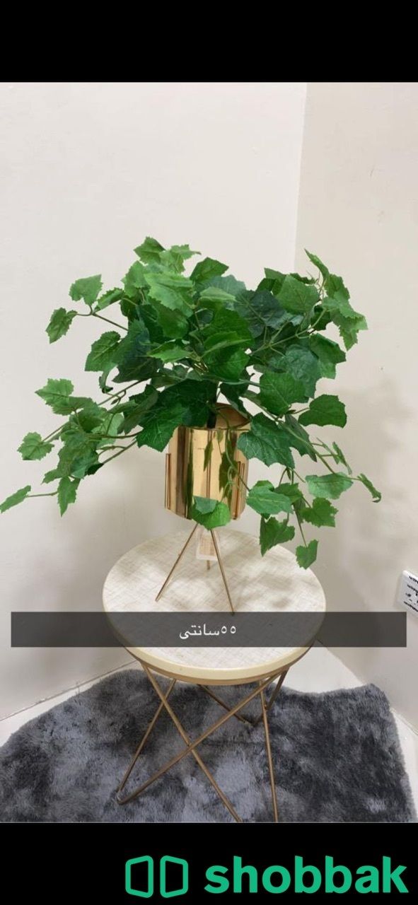 زرع ومراكن  جديده Shobbak Saudi Arabia